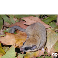 گونه سنجابک درختی Forest Dormouse 